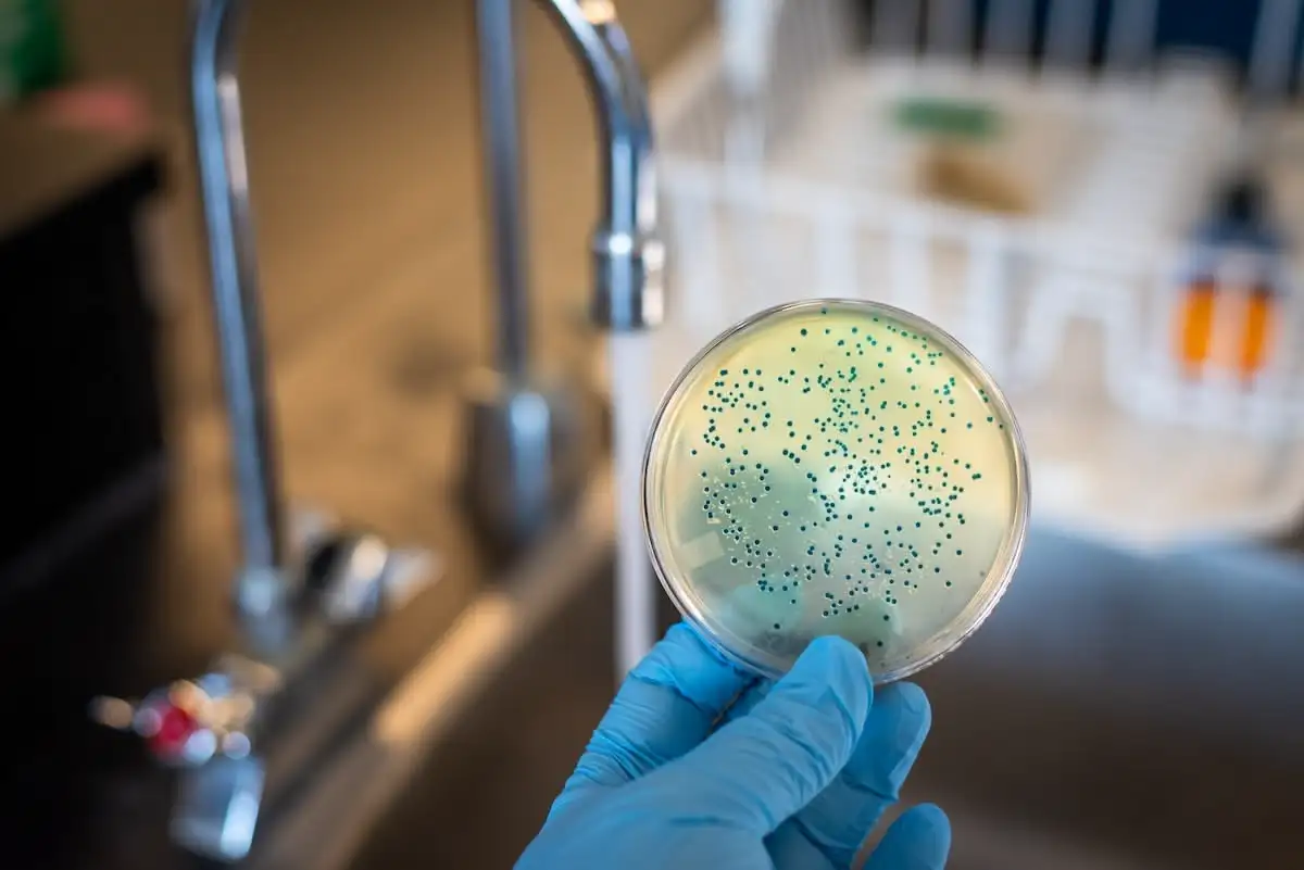 Thermophilic cyanobacteria research
